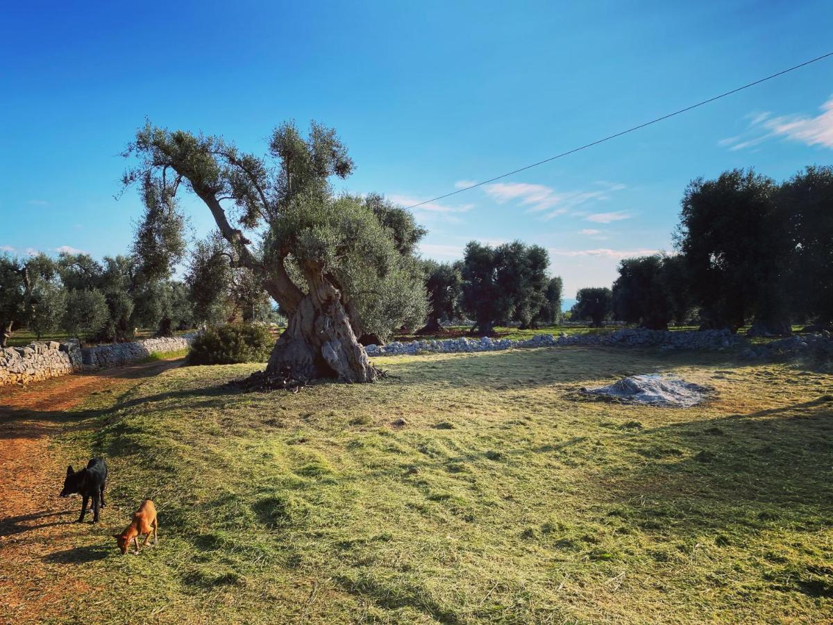 La Guendalina Masseria E Casa Particular Bed & Breakfast Monopoli Dış mekan fotoğraf